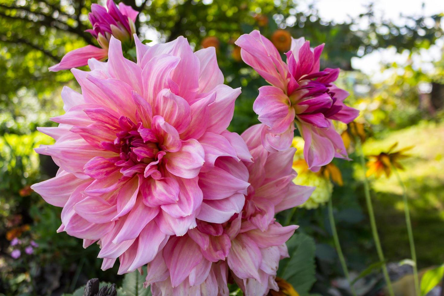 Dahlia with delicate pink petals grows in a flowering summer garden photo
