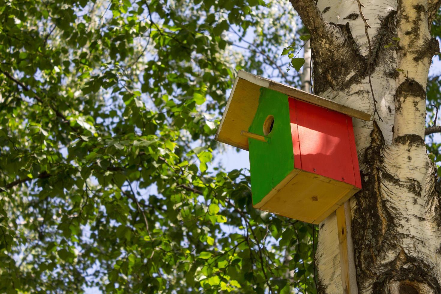 The nesting box hangs on a tree in the birch forest, surrounded with leaves photo