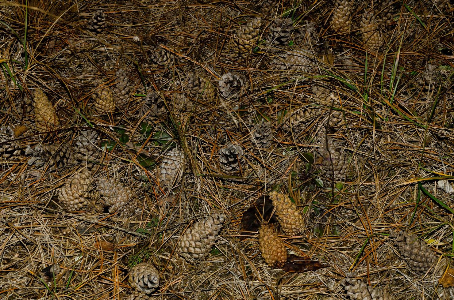 many pine cones on the ground photo