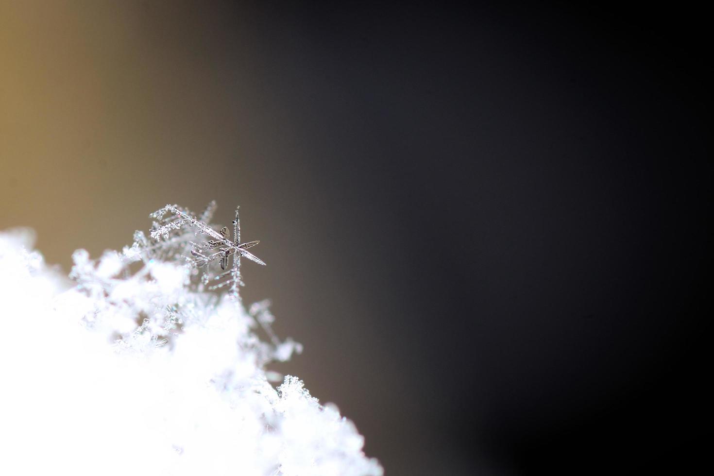 snow crystal with lace detail photo