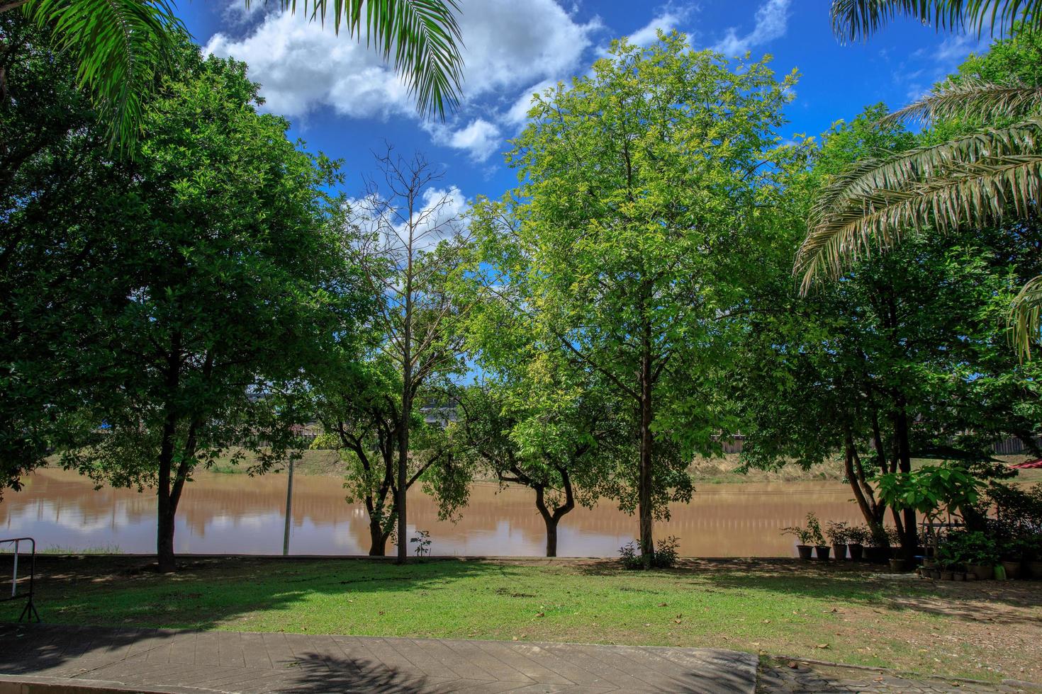 los árboles en el jardín contra el cielo brillante foto