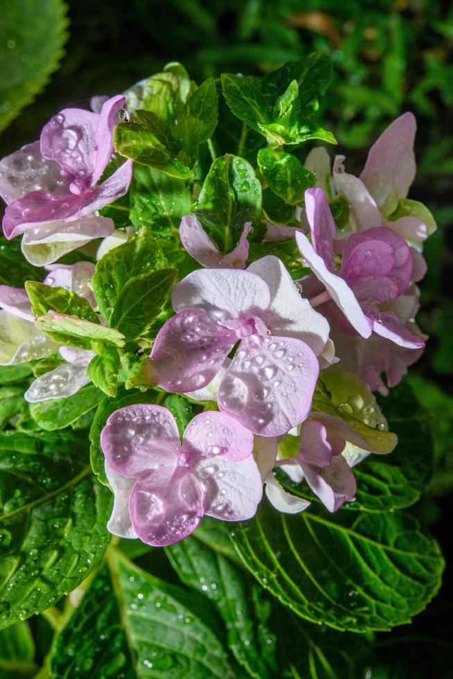 Hydrangea with water droplets close-up photo