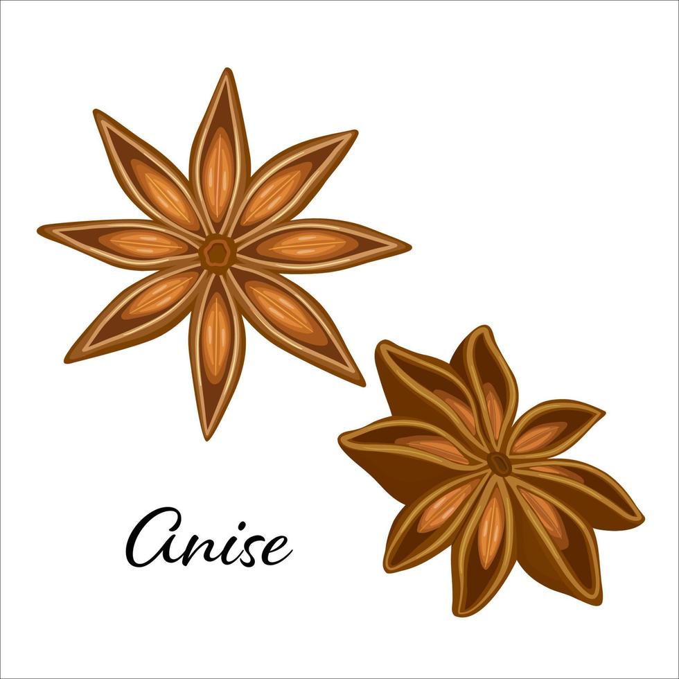 Stars of anise isolated on the white. Vector illustration. Spicy seasoning for cooking in kitchen.