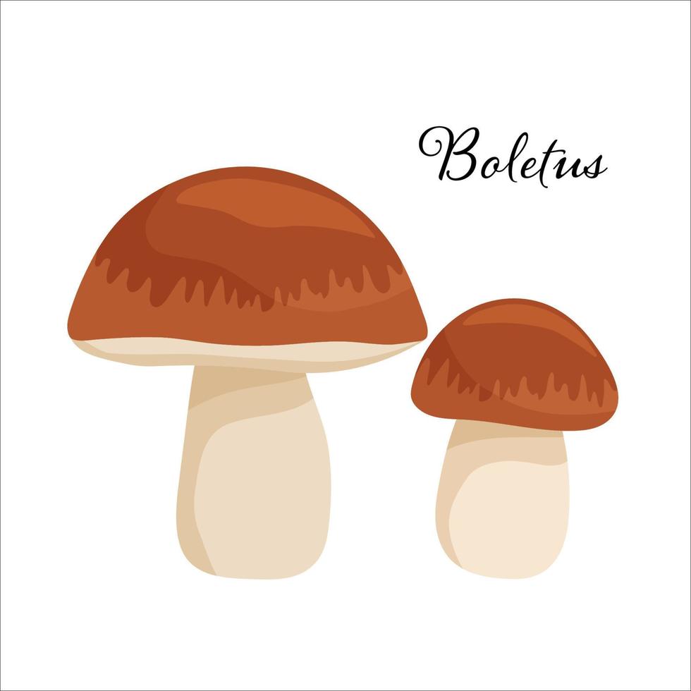 Two Boletus Mushrooms . Flat cartoon vector illustration isolated on white. Mushroom with brown cap. Natural forest product.