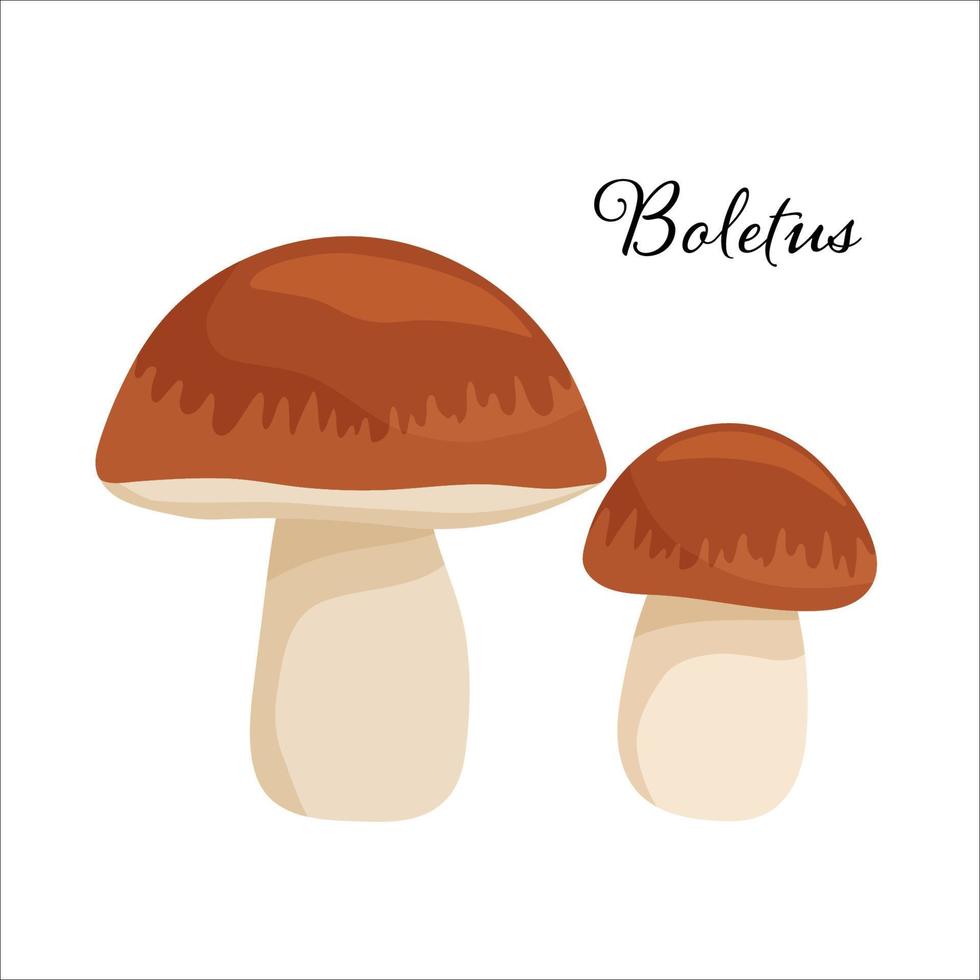 dos boletus. ilustración vectorial de dibujos animados plana aislada en blanco. champiñón con gorra marrón. producto forestal natural. vector