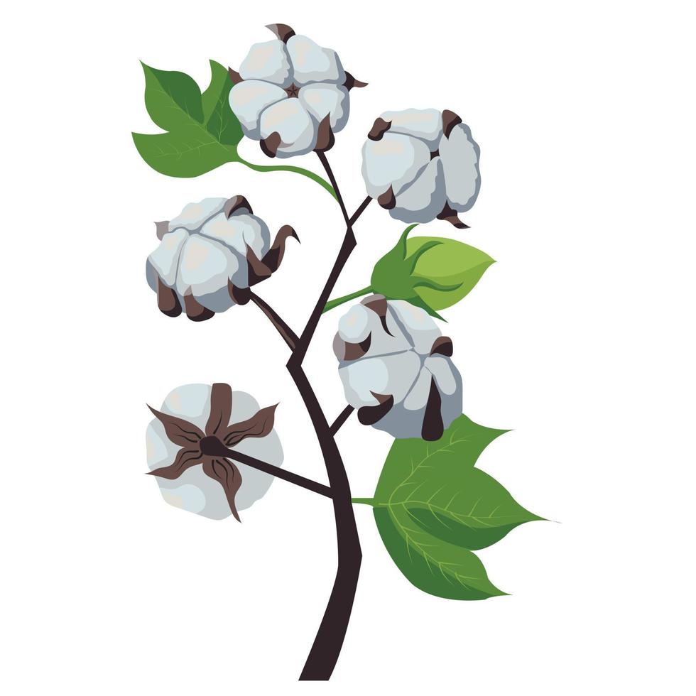 una rama de una planta de algodón. fibra natural esponjosa en el mango. ilustración de stock vectorial aislada sobre fondo blanco. diseñado para el diseño de bodas, saludos, vector