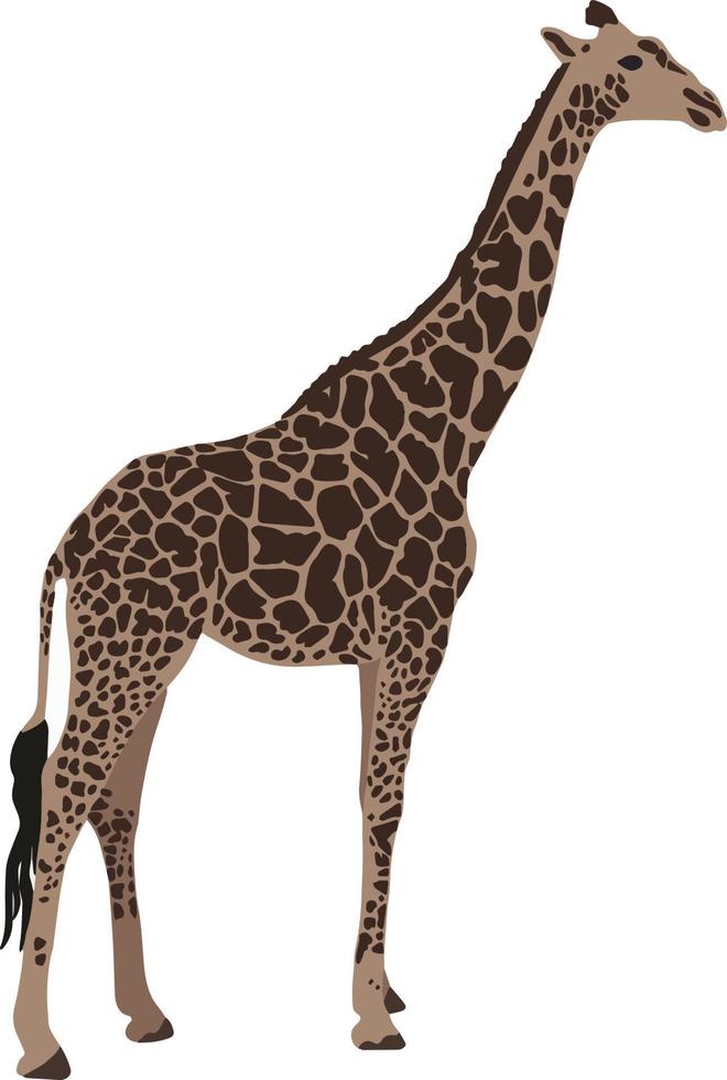 sabana africana, jirafa de pie. animales salvajes de áfrica. animales vectoriales realistas vector