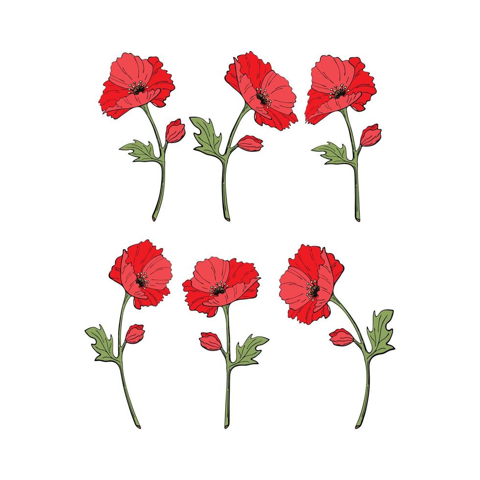 Scarlet red poppy flowering plant doodle style on stem with leaves, vector set, isolated, white background.