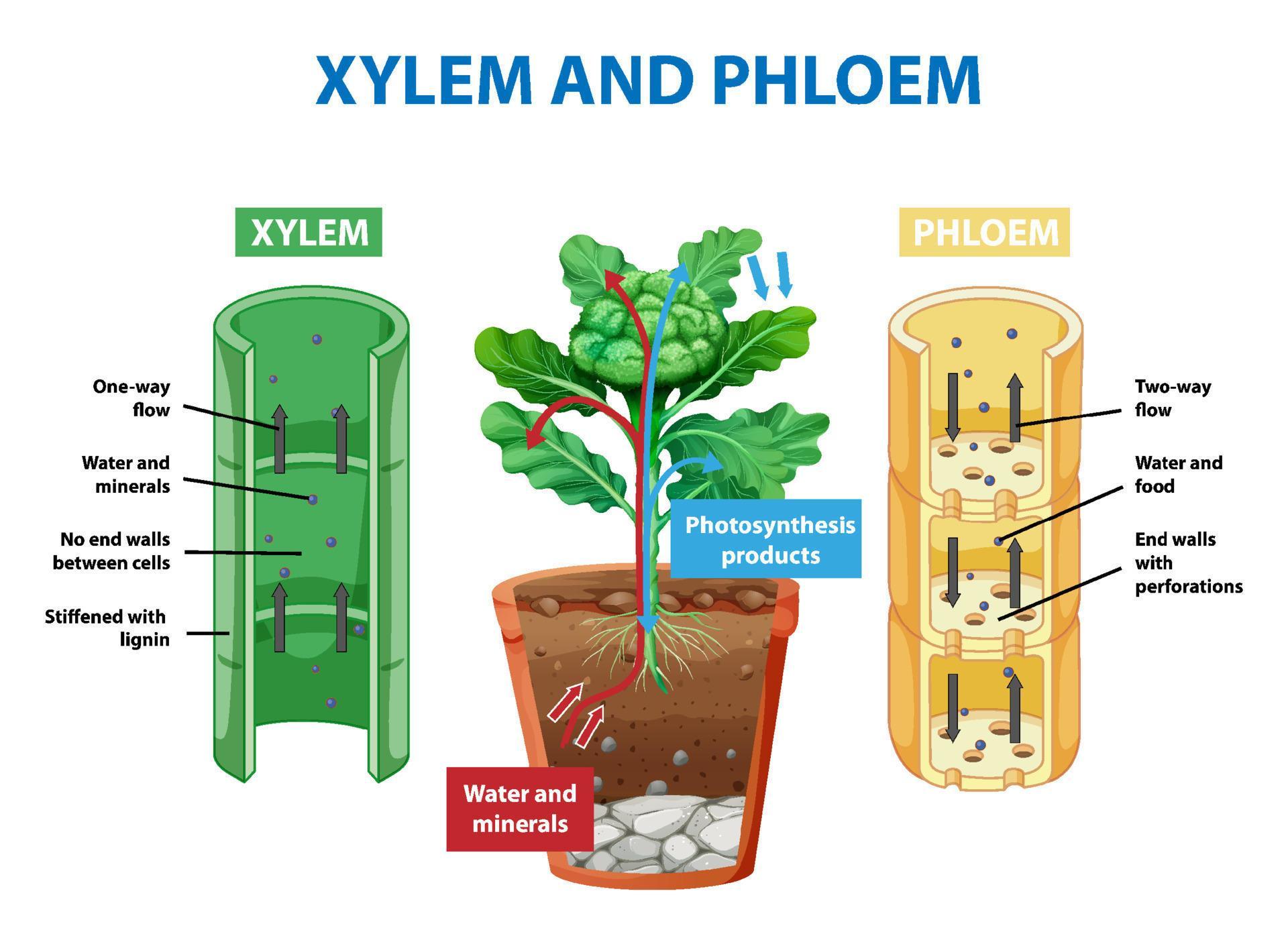 Steam and leaf diagram что это фото 12