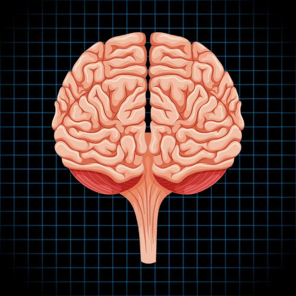 Human internal organ with brain vector