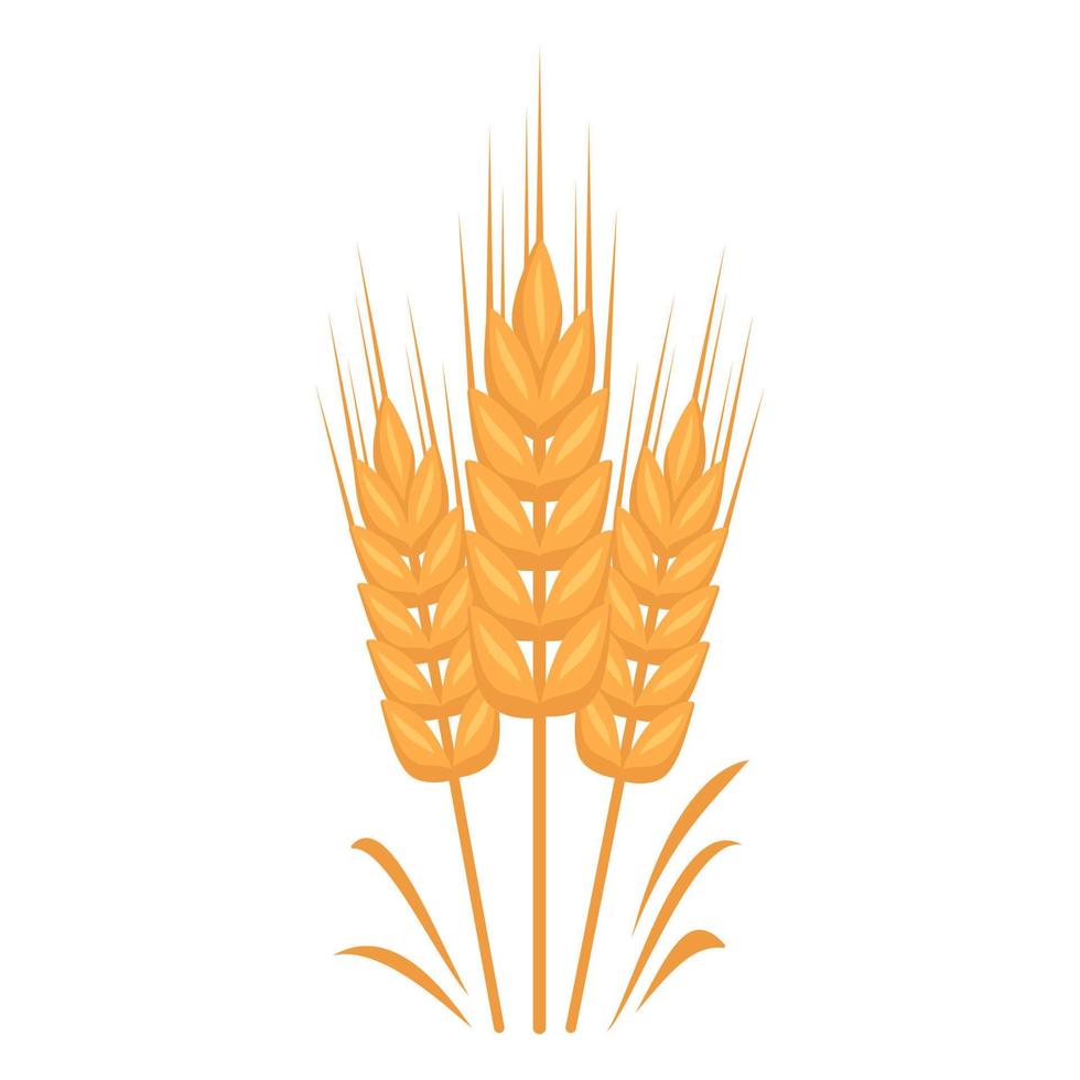 Golden ear of wheat, grains for making flour, baking bread and other food. Vector flat illustration