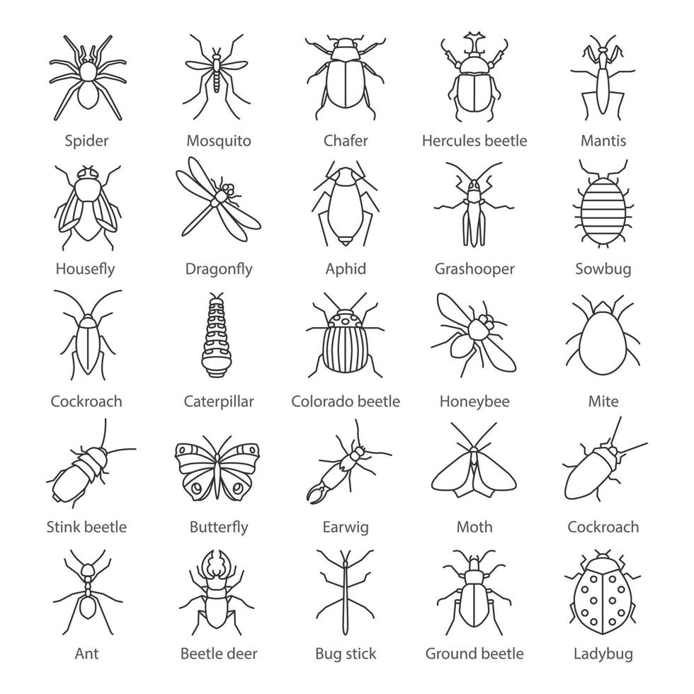 Insects linear icons set. Bugs. Entomologist collection. Thin line contour symbols. Butterfly, earwig, stag bug, phasmid, moth, ant, mantis, spider. Isolated vector outline illustrations