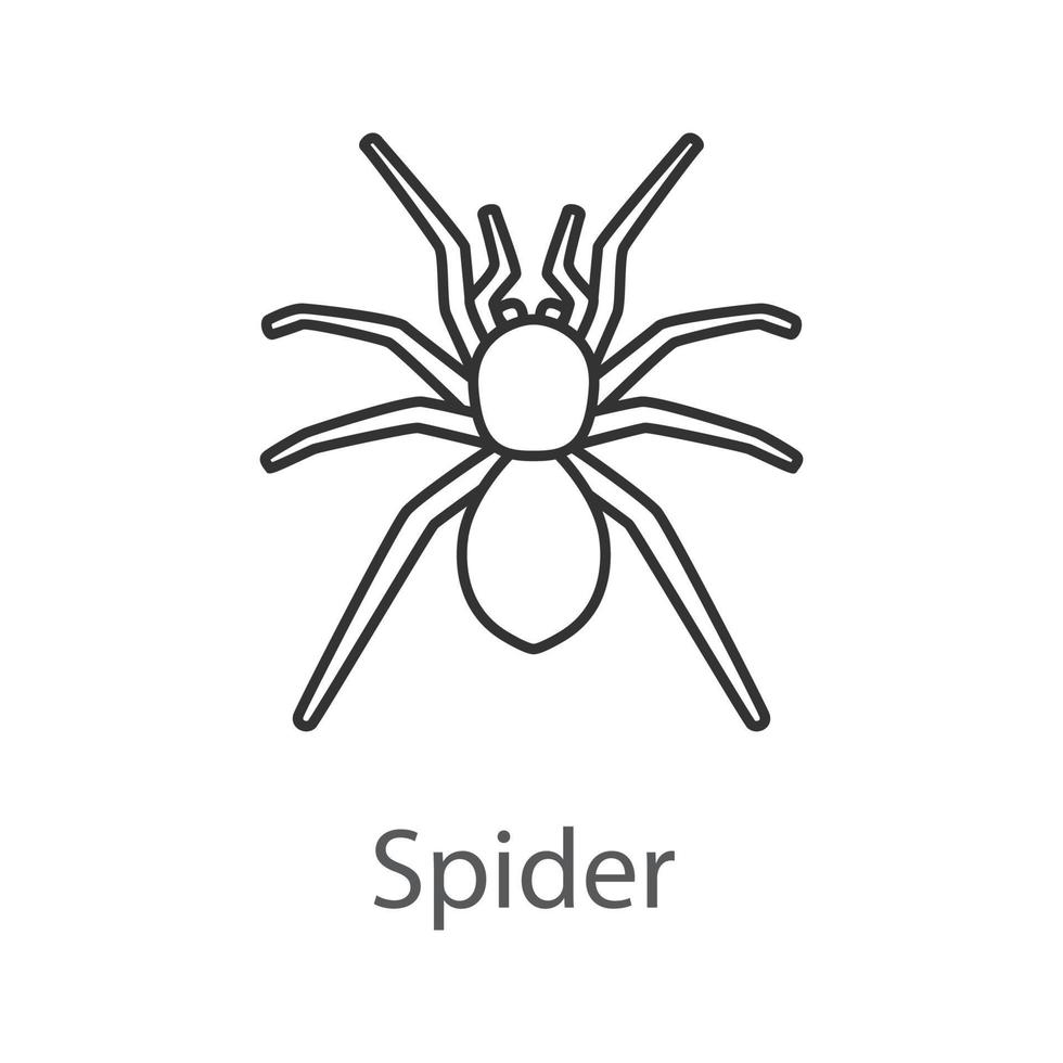 icono lineal de araña. arácnido ilustración de línea delgada. símbolo de contorno dibujo de contorno aislado vectorial vector