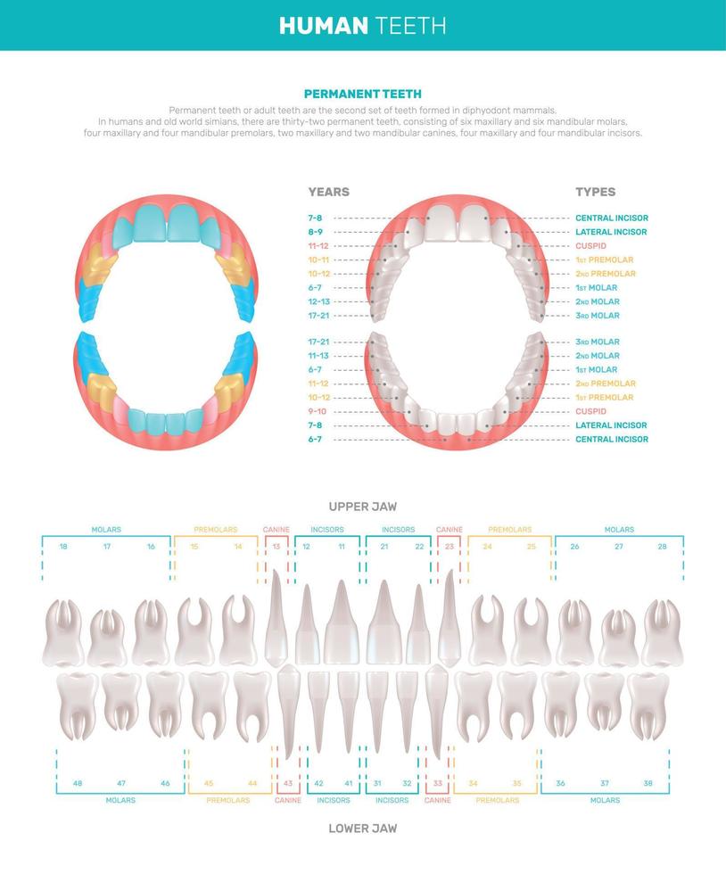 grandes infografías de dientes humanos vector