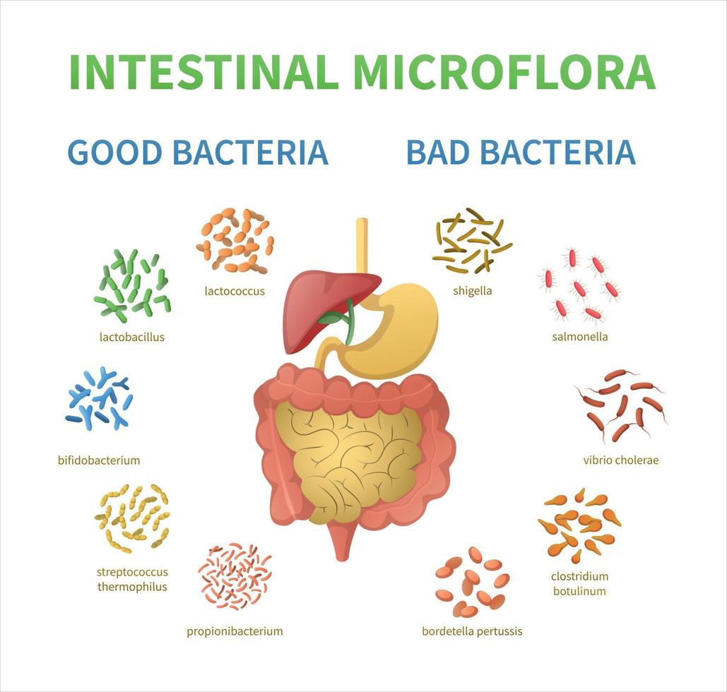 Intestinal Microflora Cartoon Set vector