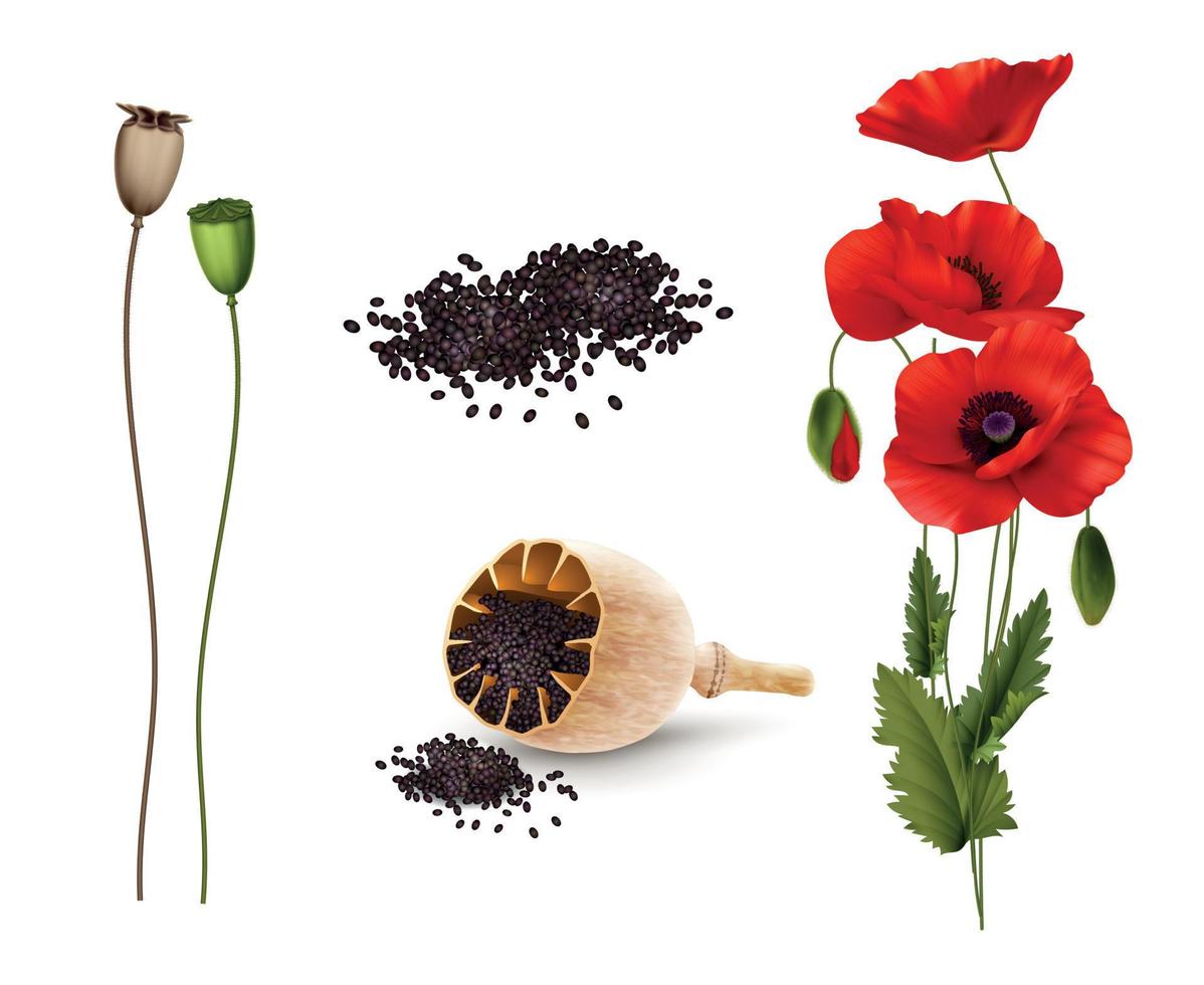 Poppies Flowers And Seeds Realistic Set vector