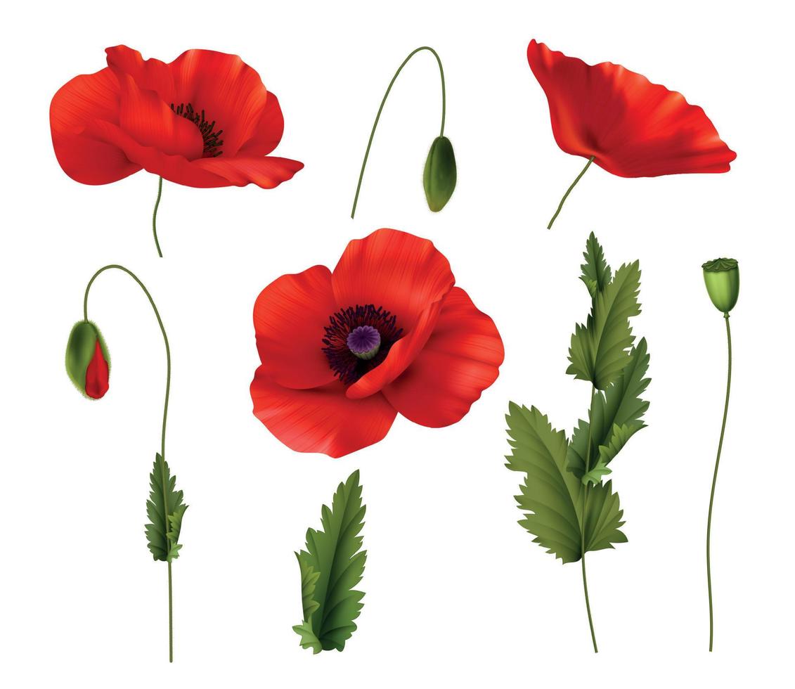 Red Bloom Poppies Flowers Realistic Set vector