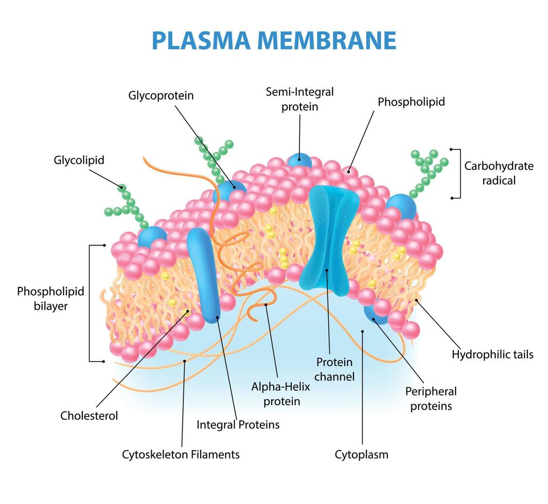 anatomía de la membrana celular vector