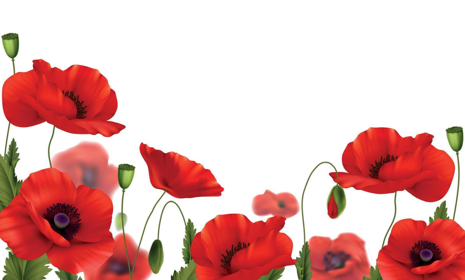 Red Poppies Flowers Realistic Composition vector