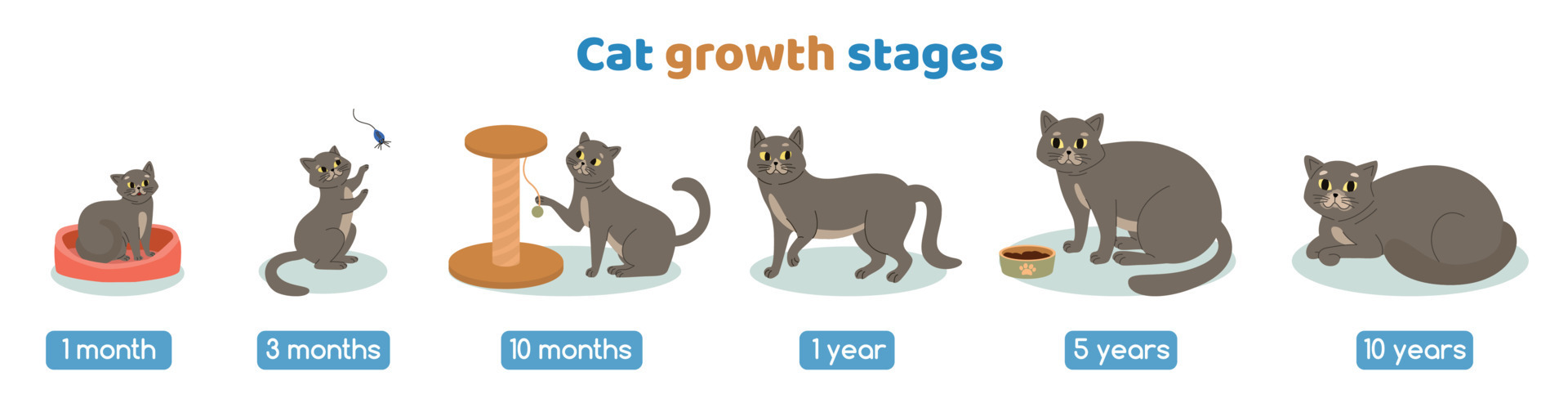conjunto de etapas de crecimiento del gato 7681749 Vector en Vecteezy