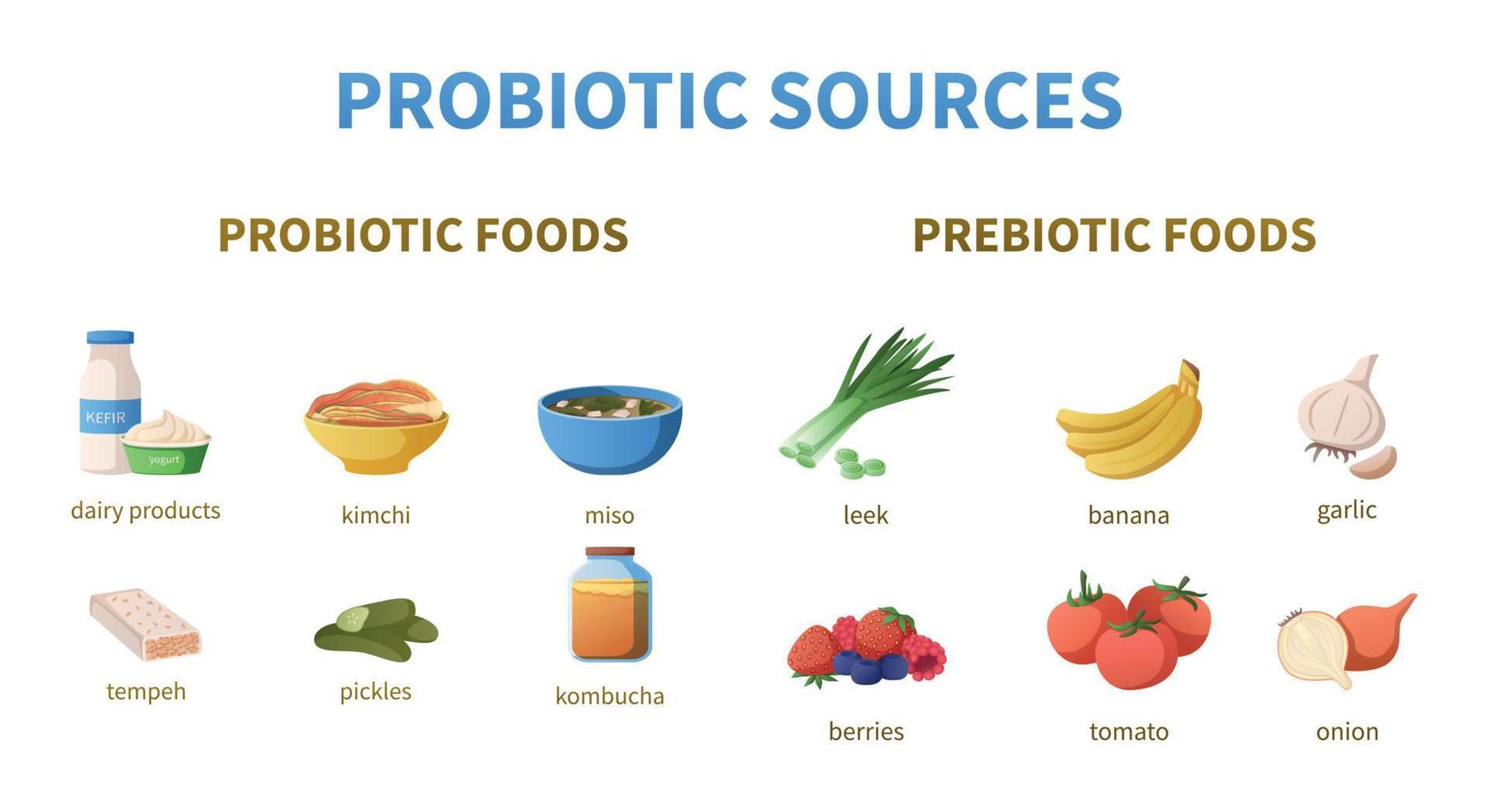 Probiotics Sources Cartoon Infographics vector