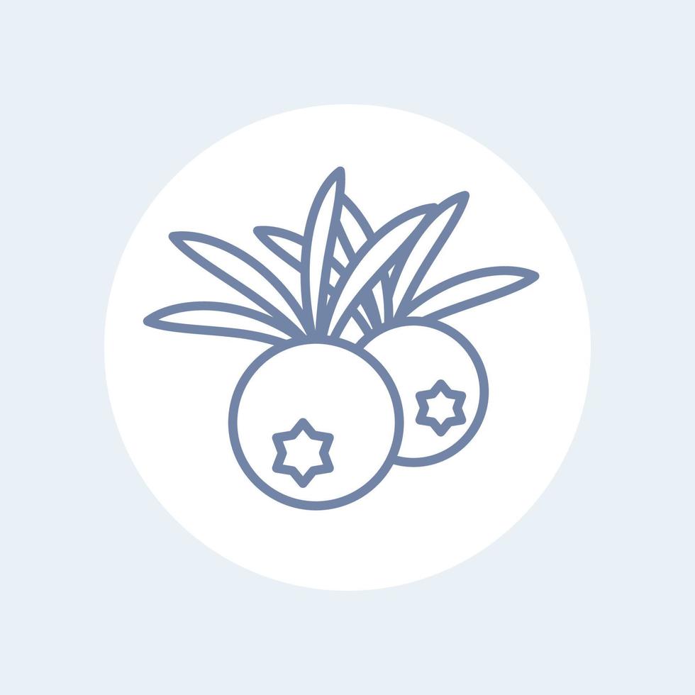 juniper berries line icon on white vector