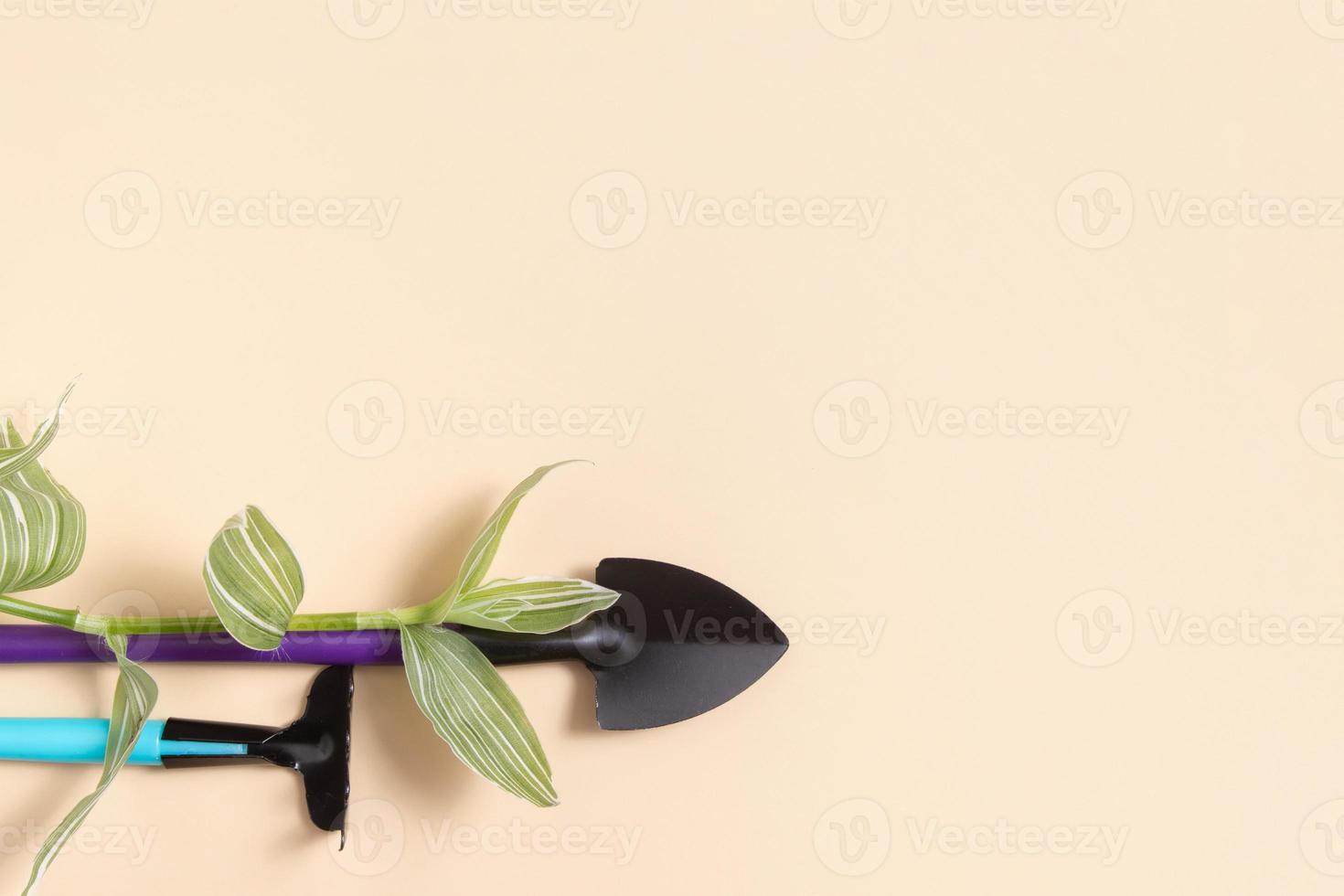 Shovels and rakes  for gardening with plant. flat lay. The concept of spring planting photo