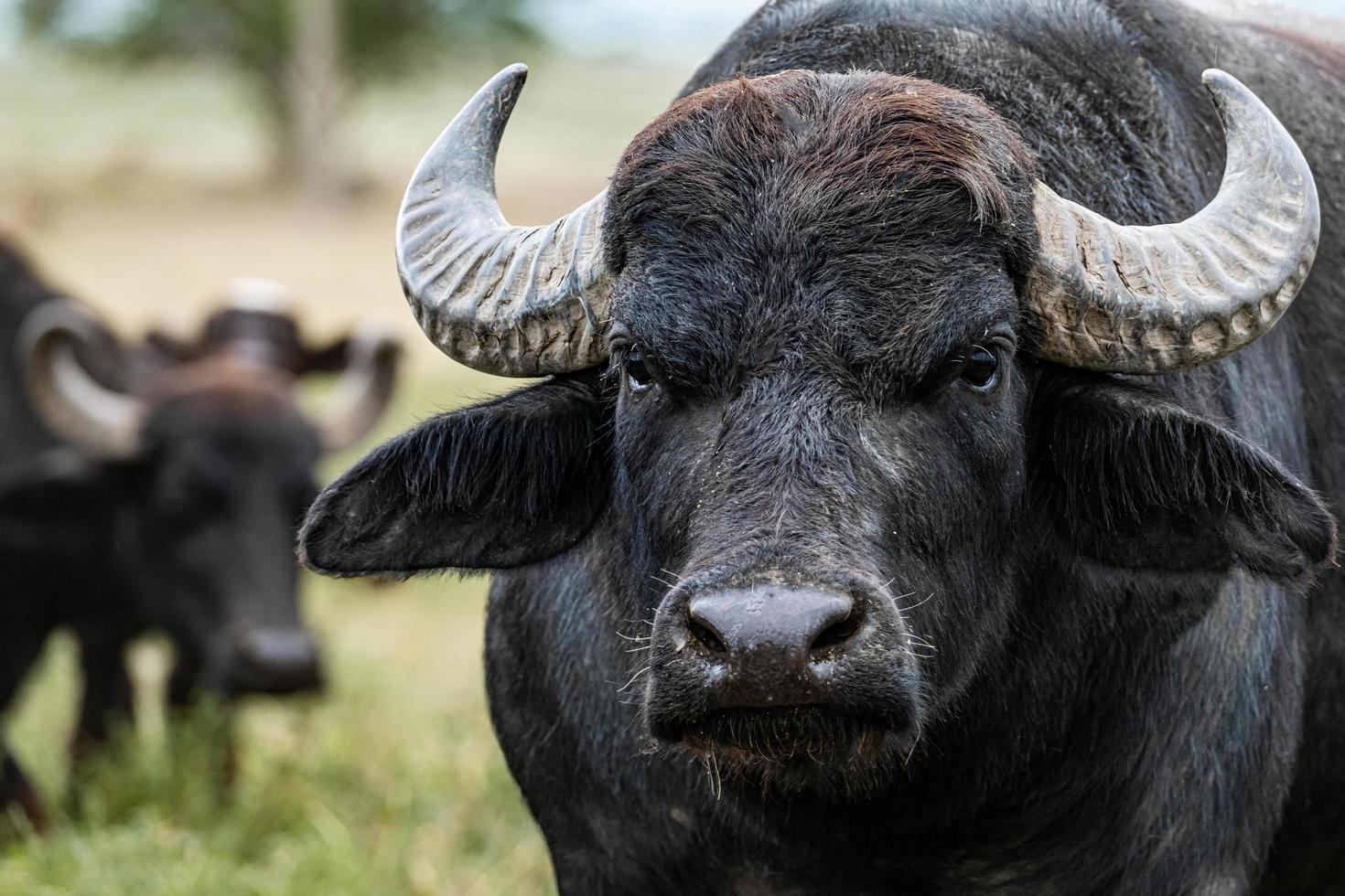 búfalo de agua negra en los campos foto