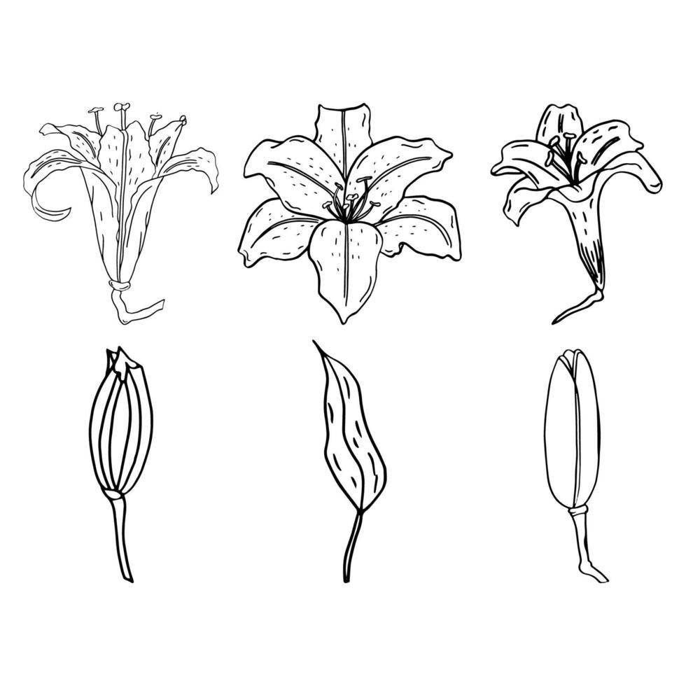 conjunto de elementos de flor de lirio vector
