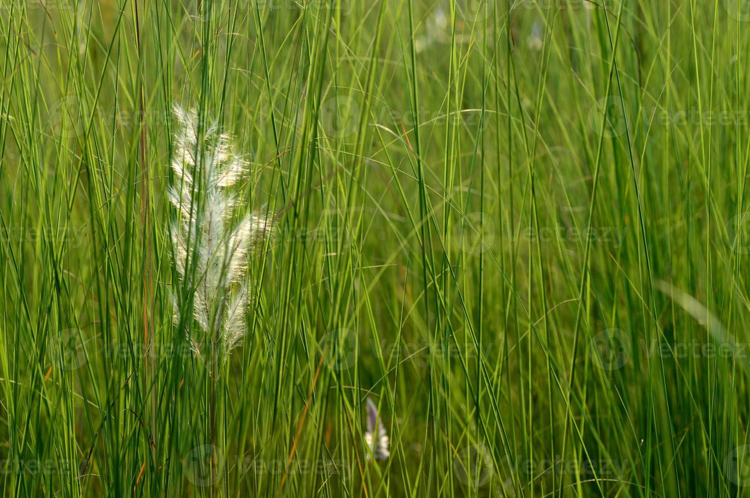 Grass, branch with leaves and Beautiful spring flowers photo