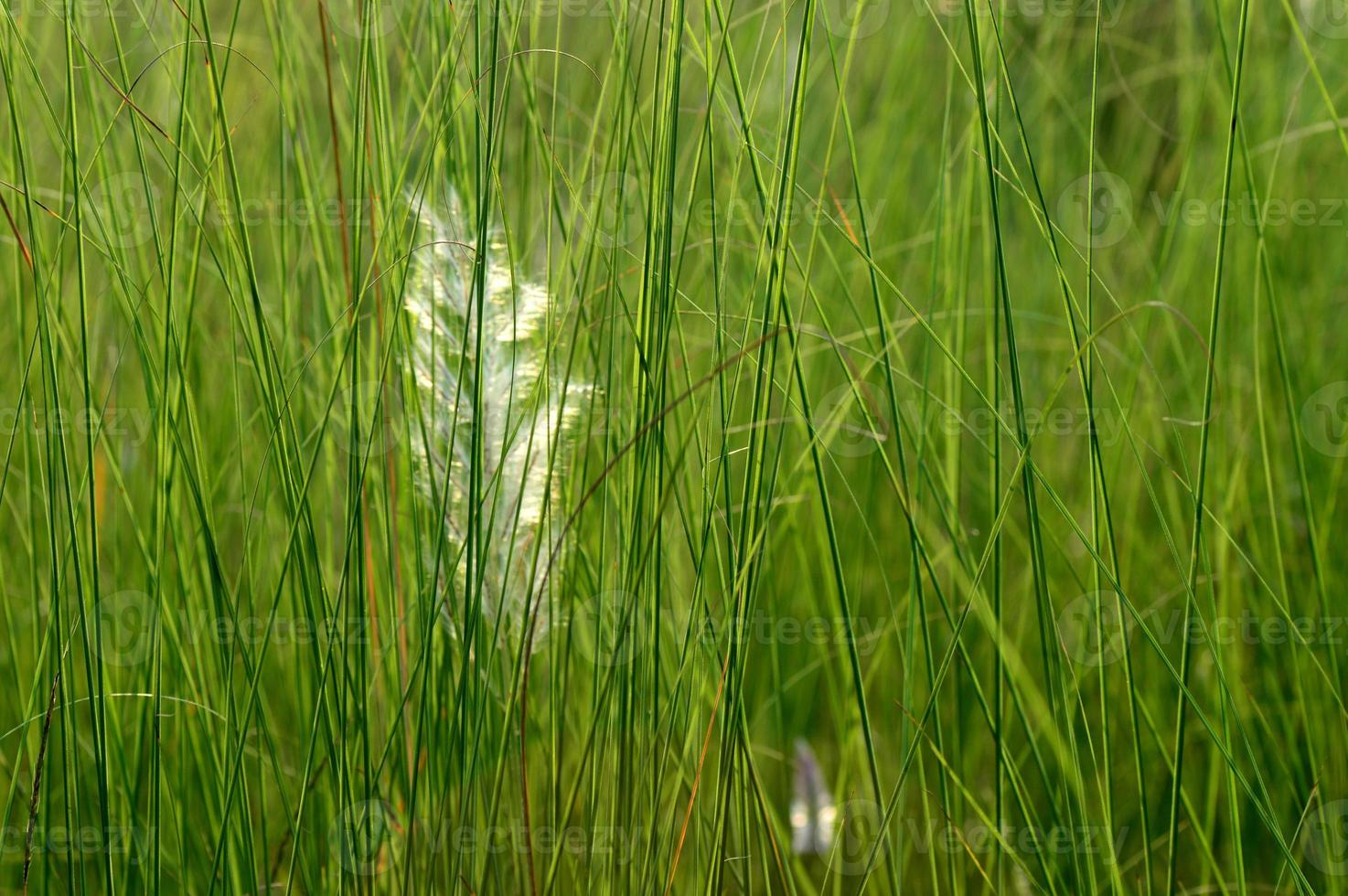 Grass, branch with leaves and Beautiful spring flowers photo