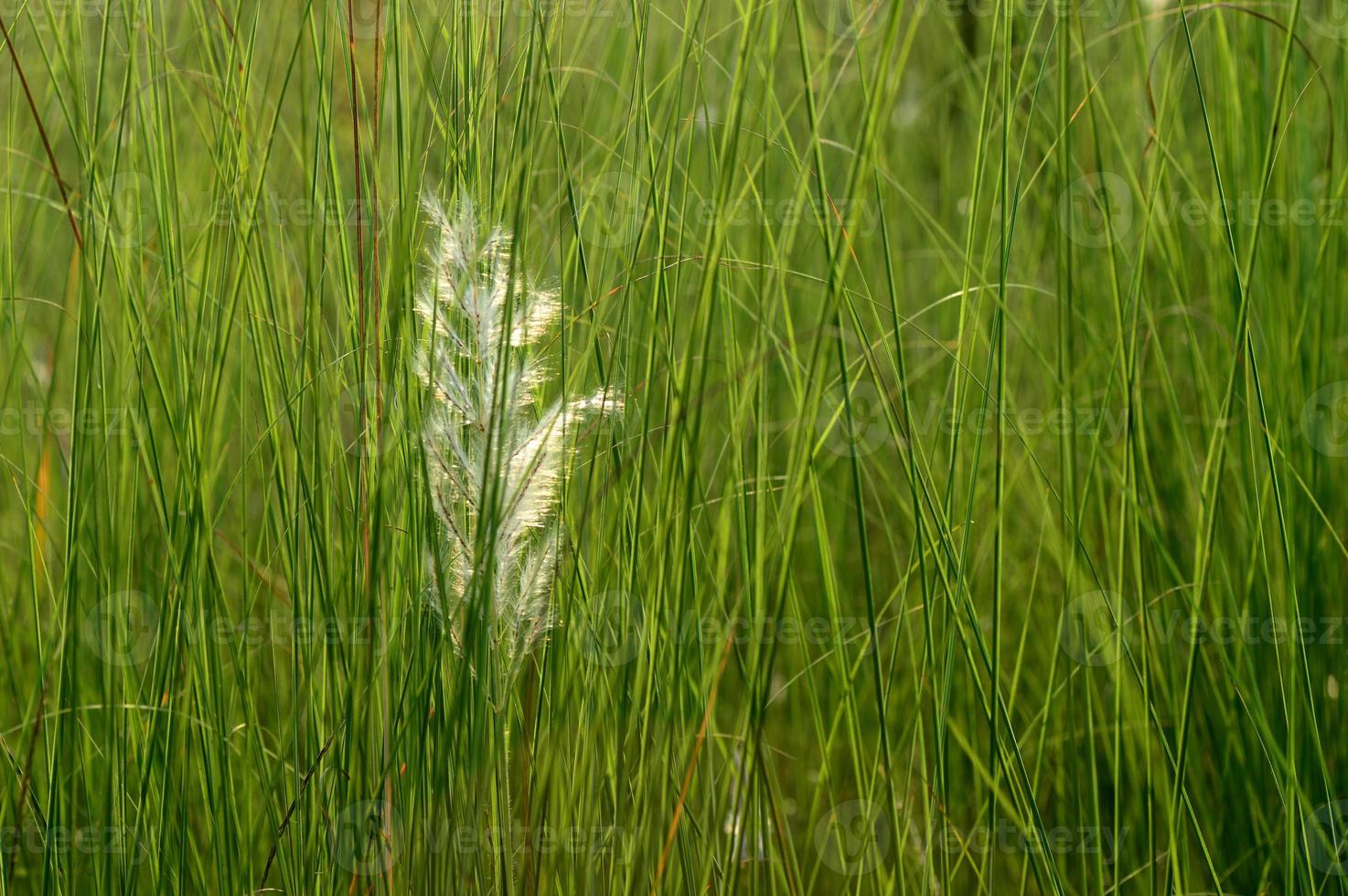 Grass, branch with leaves and Beautiful spring flowers photo