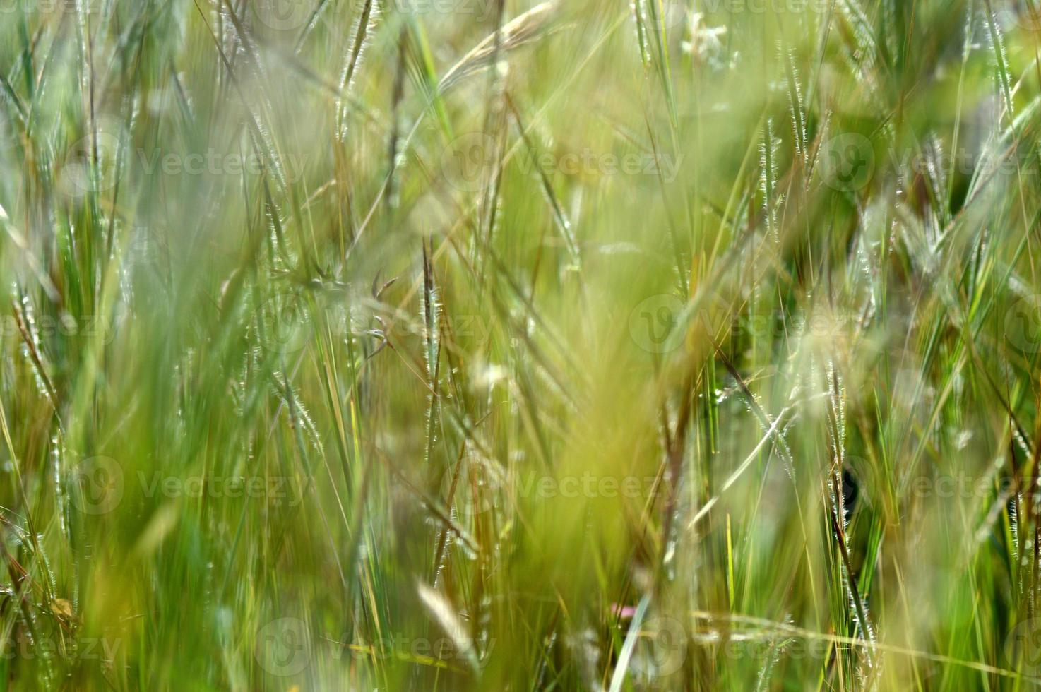 Grass, branch with leaves and Beautiful spring flowers photo