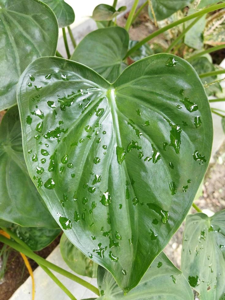 Plant leaves with the rest of the raindrops still attached photo