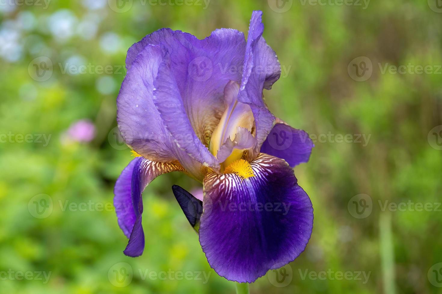 primer plano de la flor del iris foto