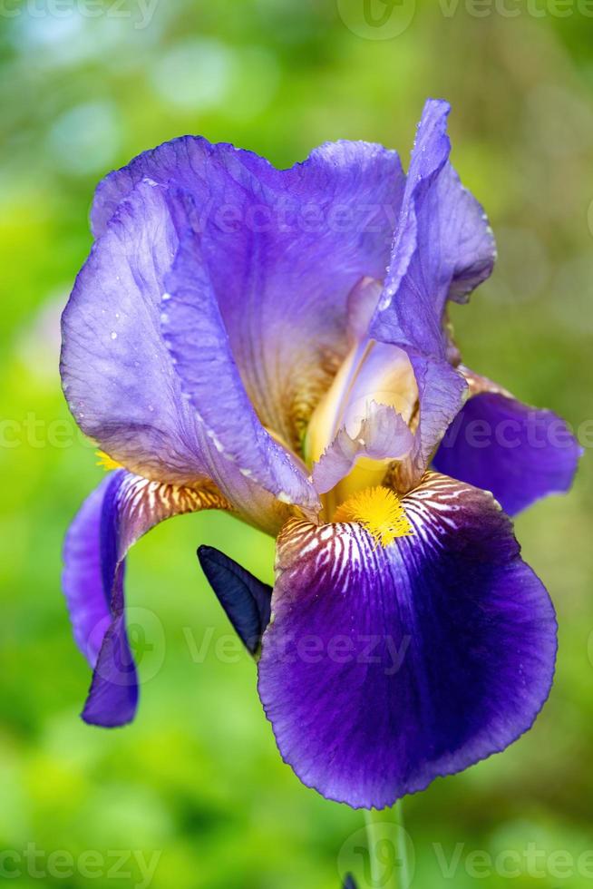 primer plano de la flor del iris foto