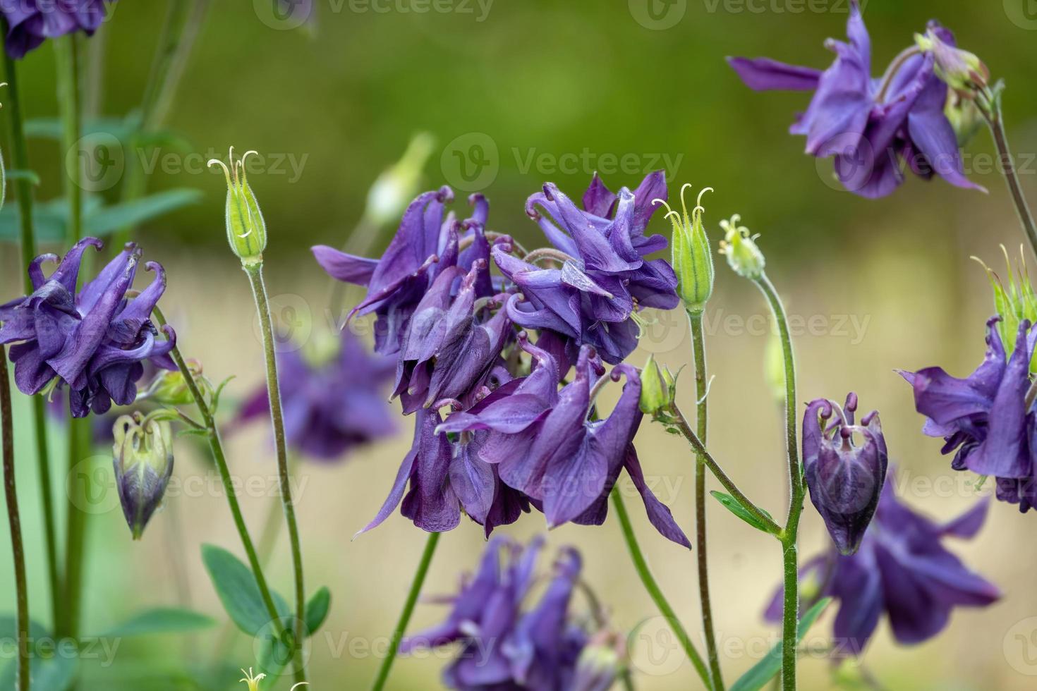 blue Aquilegia flowers photo