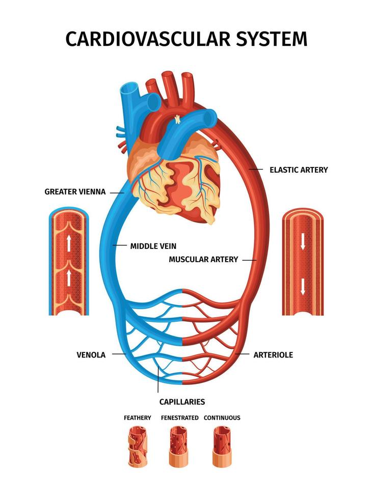 infografía realista del corazón de los vasos sanguíneos vector