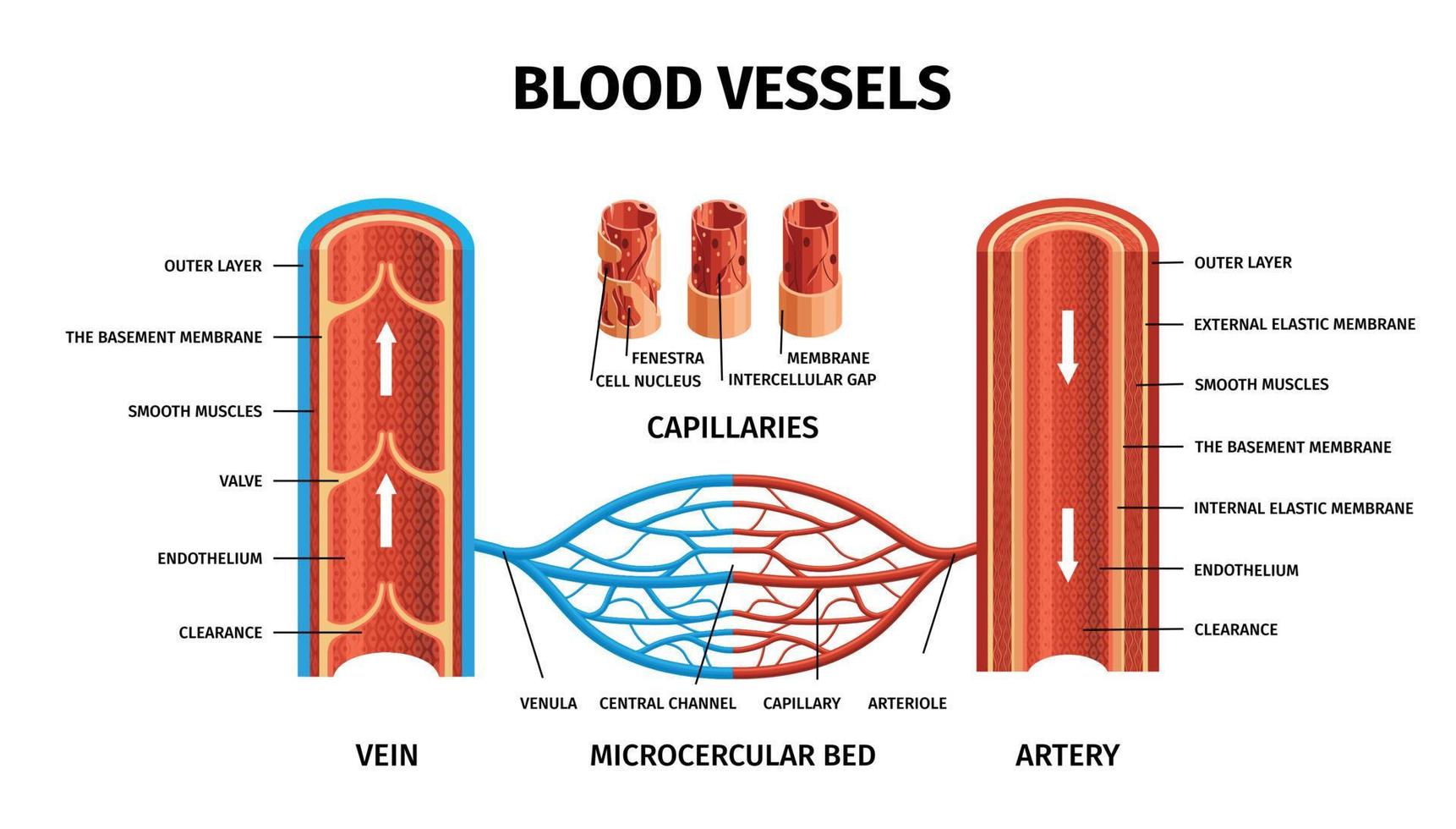 infografía de venas de arterias de vasos sanguíneos realistas vector