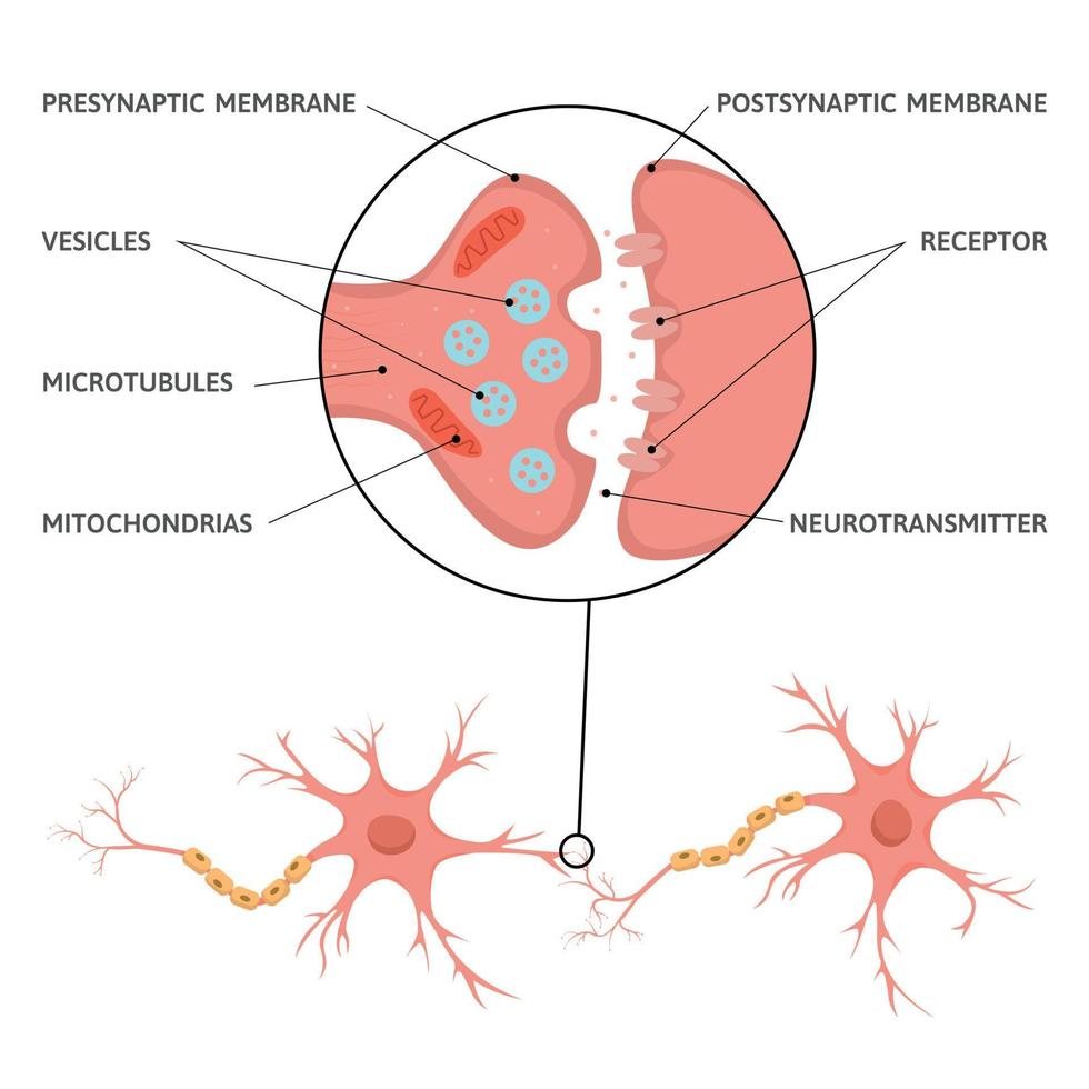 infografía del esquema de sinapsis cerebral vector