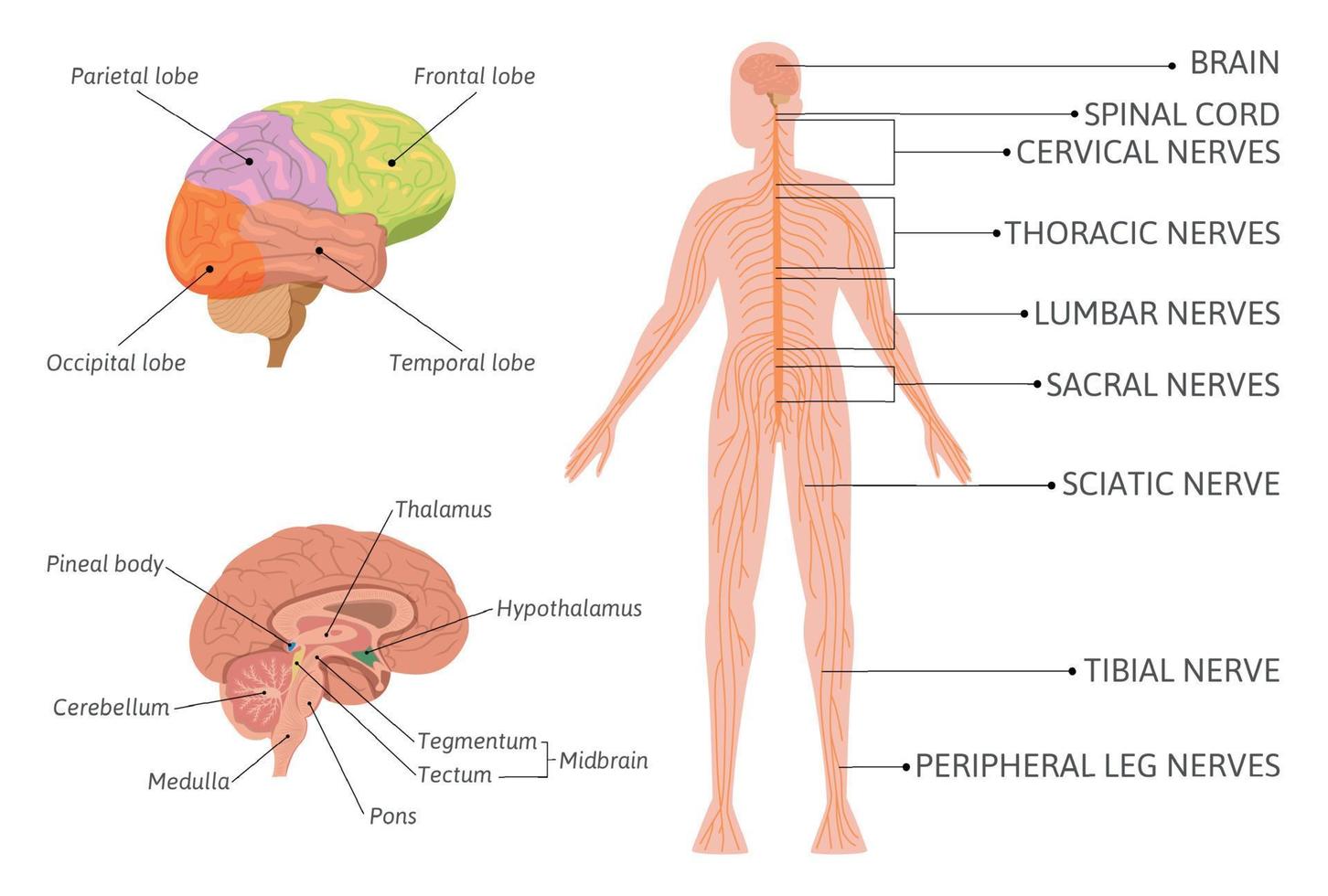 infografías del sistema nervioso humano vector