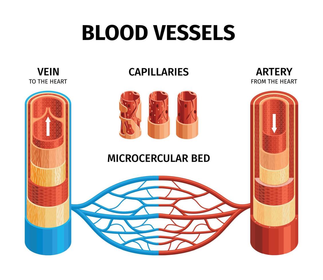 esquema de infografías de anatomía de vasos sanguíneos vector