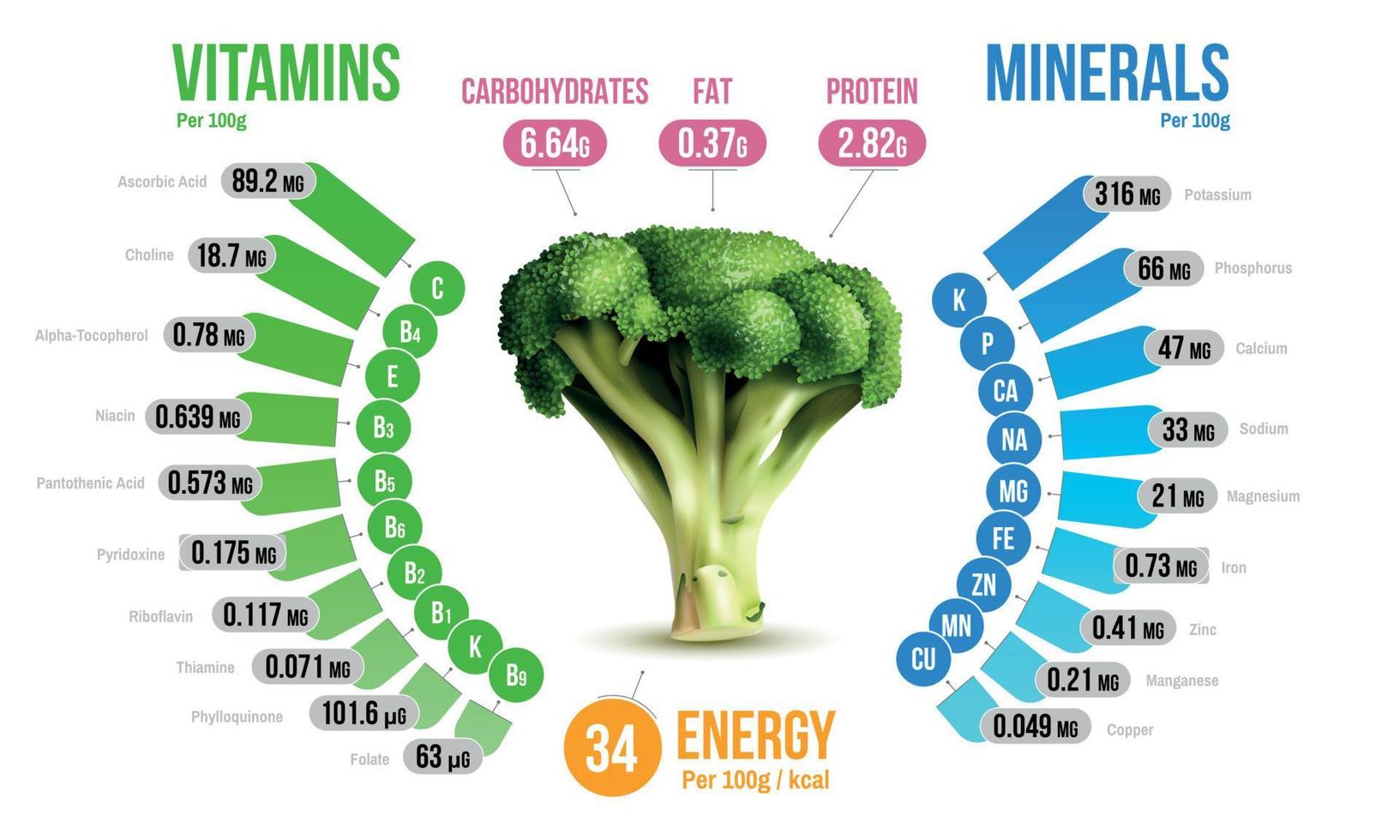 Broccoli Nutrients Infographics Diagram vector