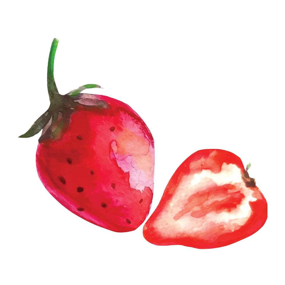 dibujo acuarela de fresa y media fruta vector