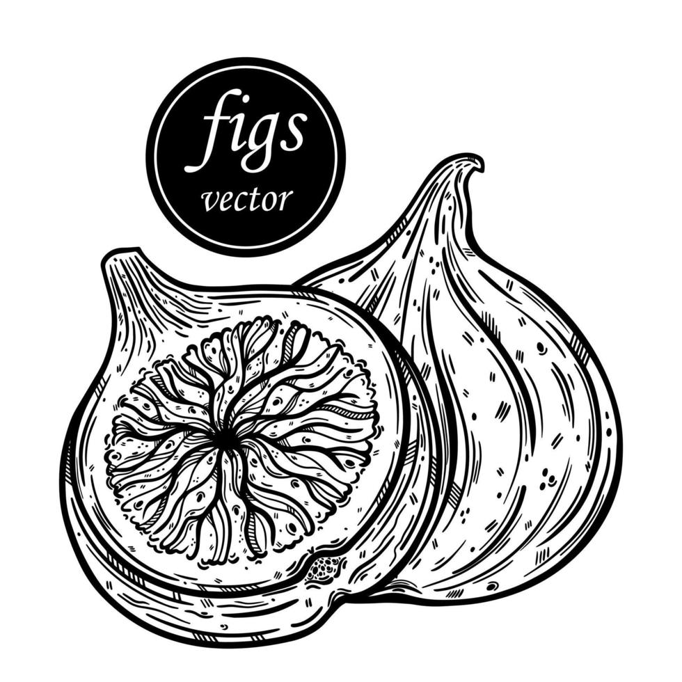 Fig vector icon. Hand drawn sketch of sweet exotic fruit. Fresh ripe dessert whole, half. Natural healthy food, garden berry outline. Botanical illustration isolated on white background