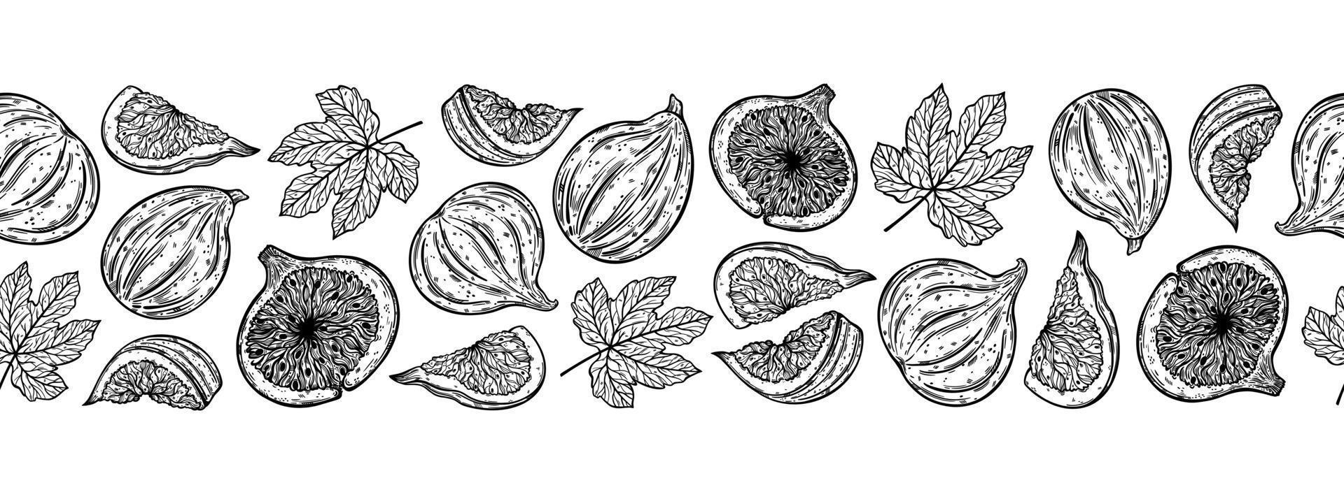 Figs seamless vector border. Sweet garden fruits whole, half, slice. Sketch of fresh berry with leaves. Monochrome outline of exotic plant. Hand drawn botanical line art. Natural healthy food