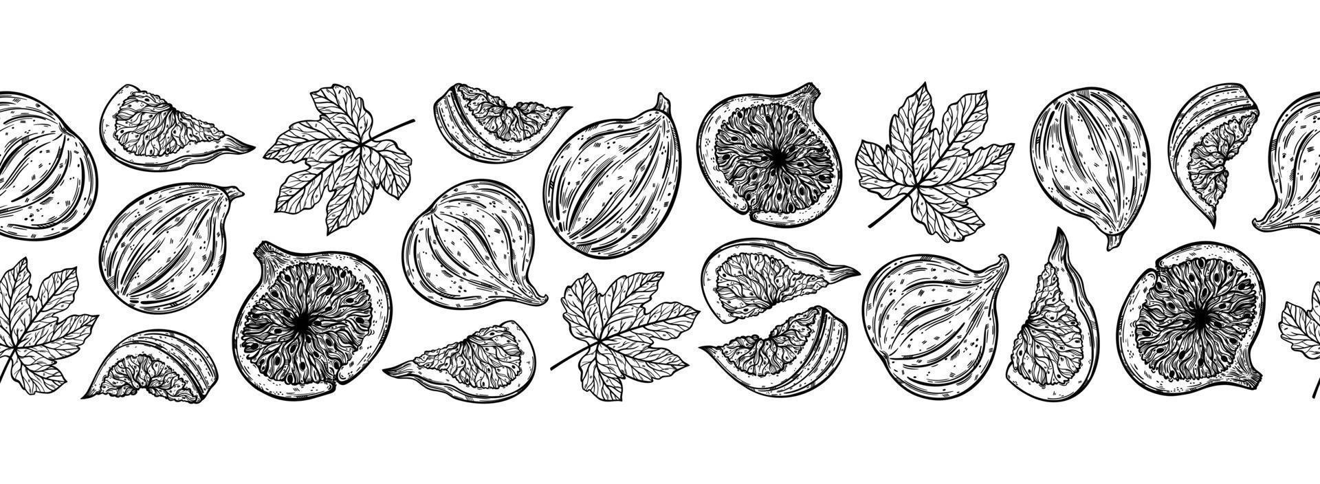 borde vectorial sin costuras de higos. dulces frutas de jardín enteras, mitad, rebanada. boceto de bayas frescas con hojas. esquema monocromo de planta exótica. arte de línea botánica dibujada a mano. alimentos naturales saludables vector