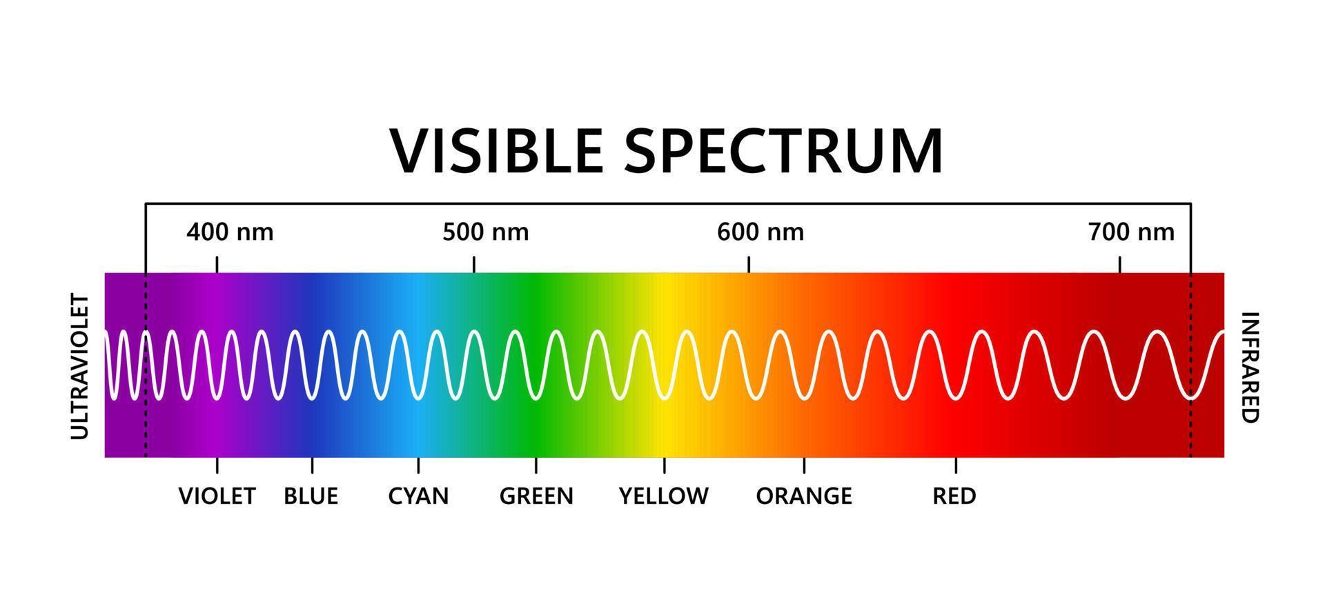 Visible light spectrum, infared and ultraviolet. Optical light wavelength. Electromagnetic visible color spectrum for human eye. Gradient diagram. Educational vector illustration on white background