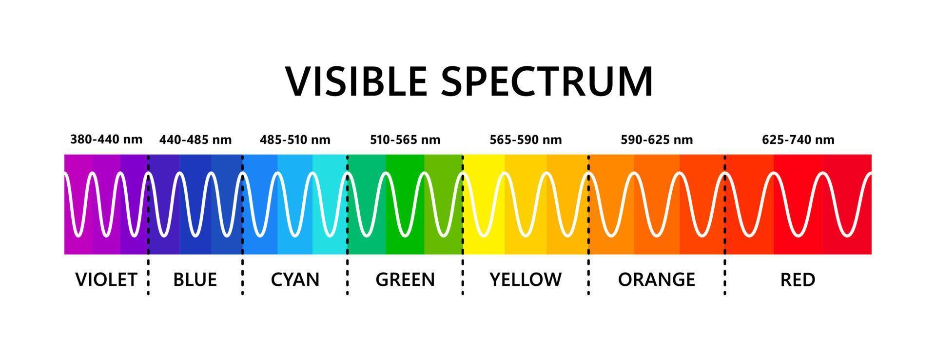 espectro de luz visible. longitud de onda de la luz óptica. espectro de color electromagnético visible para el ojo humano. diagrama de gradiente vectorial con longitud de onda y colores. ilustración educativa sobre fondo blanco vector