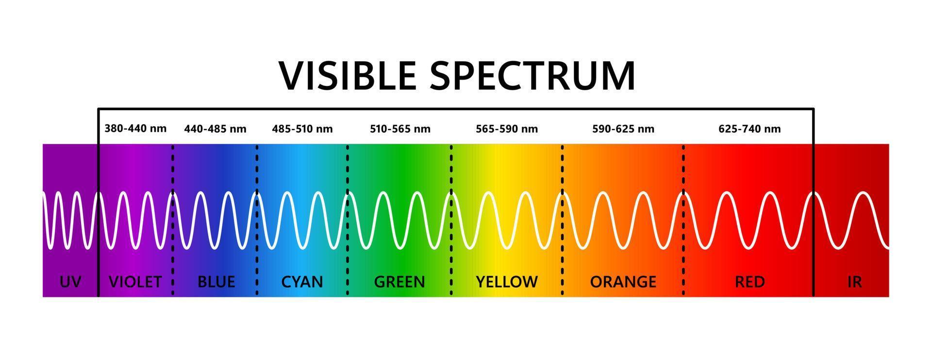 espectro de luz visible, infrarrojo y ultravioleta. longitud de onda de la luz óptica. espectro de color electromagnético visible para el ojo humano. diagrama de gradiente ilustración vectorial educativa sobre fondo blanco vector